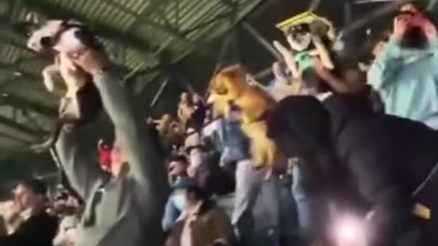 Simba Cam • Bark In The Park • Seattle Mariners [Dog owners recreate Iconic Simba and Raifiki Scene]