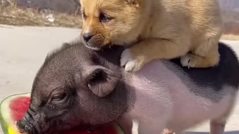 Cutest Dog & Pig ever