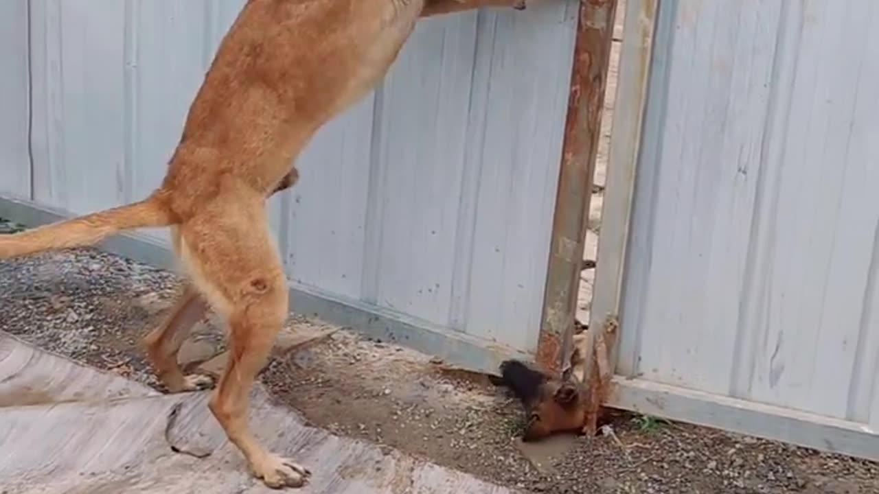 Very proudful dog.😲😲