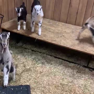 Baby Goats Playing on Bed Frame 03.2022