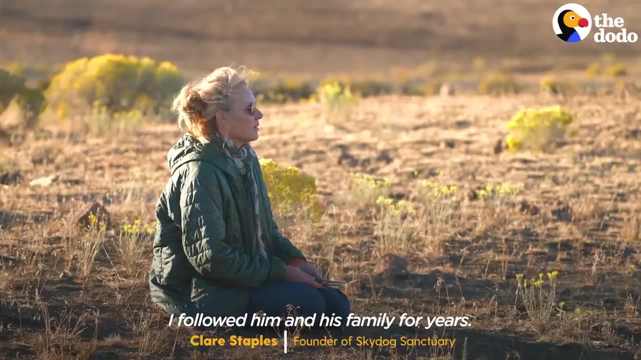 Woman Spends Over A Year Trying To Find Wild Horse And All Of His Mares And Babies | The Dodo