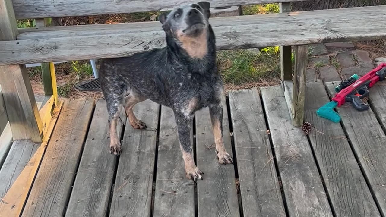 Heeler Turns Wooden Bench Into Back Scratcher