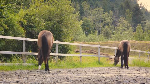 Majestic Horse Galloping on Beach Amidst the Forest