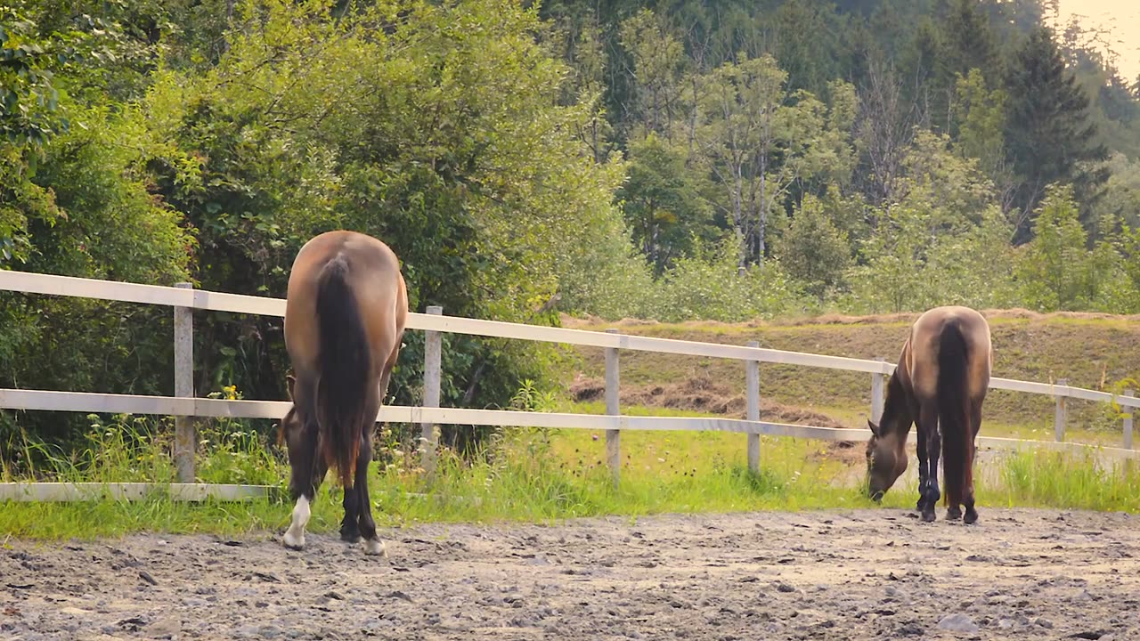 Majestic Horse Galloping on Beach Amidst the Forest