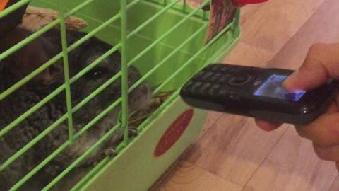 Chinchilla and phone