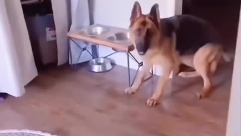 Funny dogs