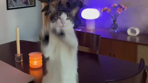 Cat Dancing