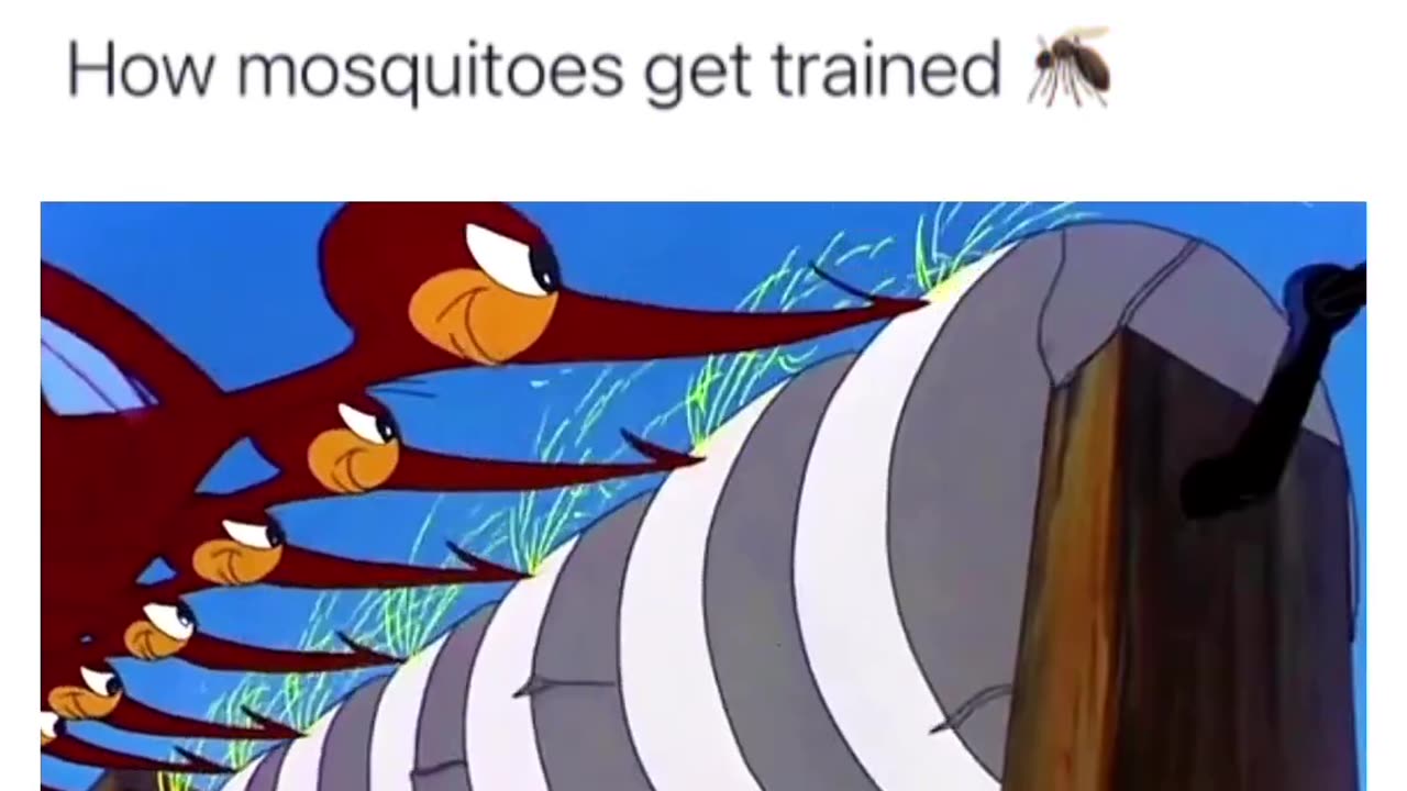 How can mosquito train