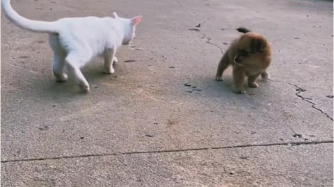 Cute baby dog https://areebacute57.blogspot.com/2023/02/how-to-make-living-from-youtube.html