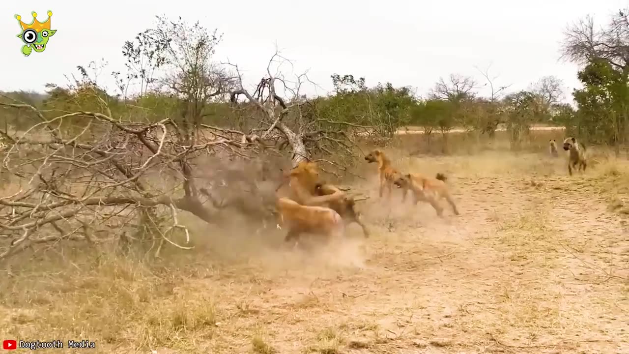 When Animals Go On A Rampage And Got Caught On Camera !