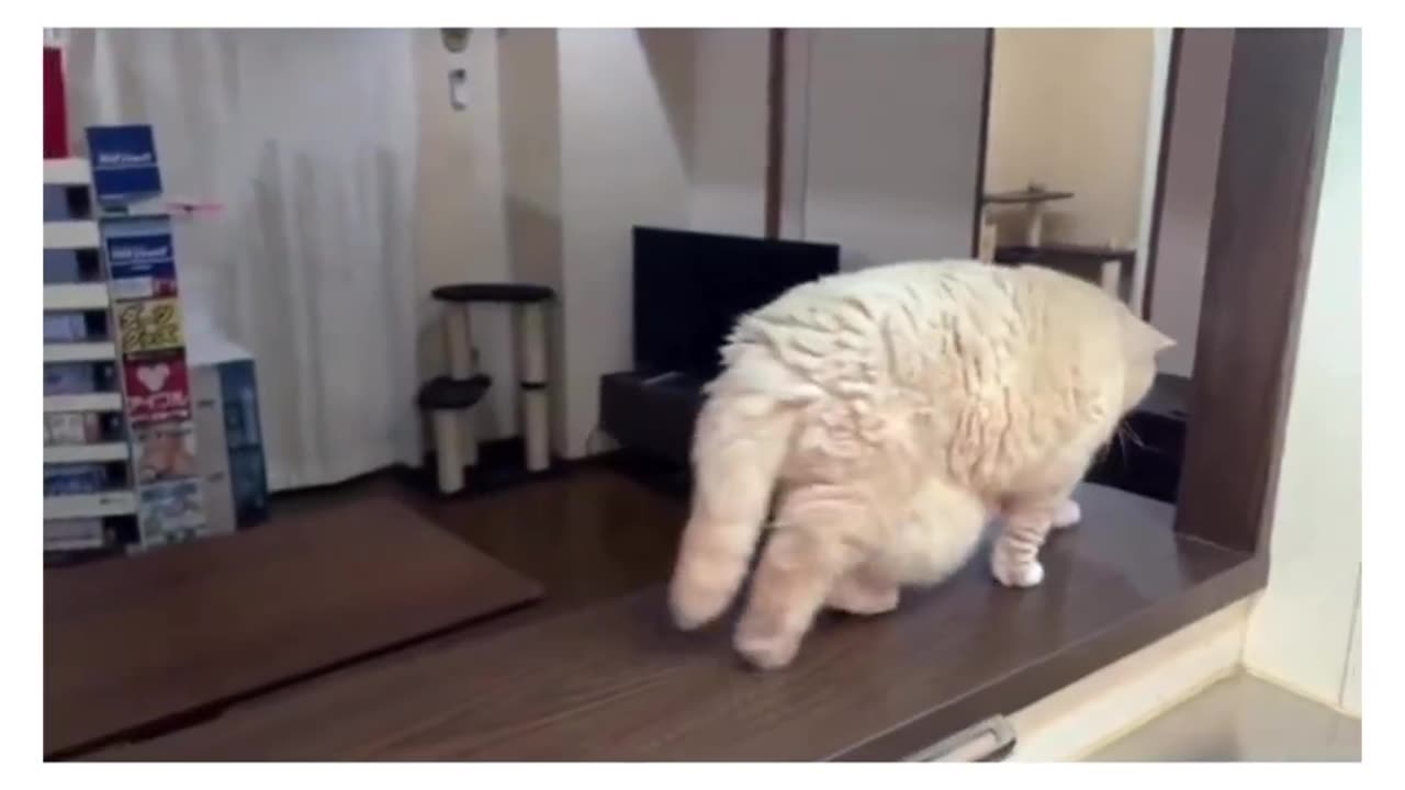 My cats are confermd into liquid ☺️☺️ cute cat