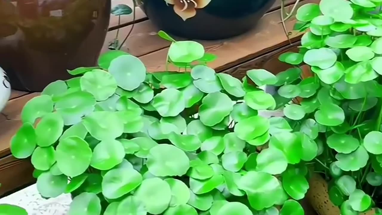 Follow us for more such Gardening and Woodworking Tips | Check Description 👇💚