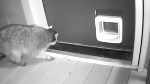 Funny Animal Fail Compilation #1