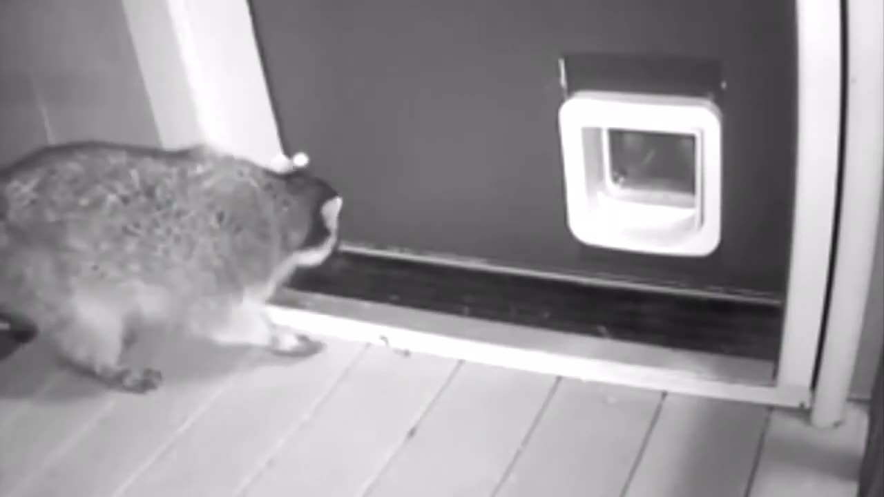 Funny Animal Fail Compilation #1