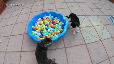 Cat Fight Compilation