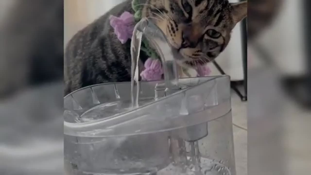 Cat funny video