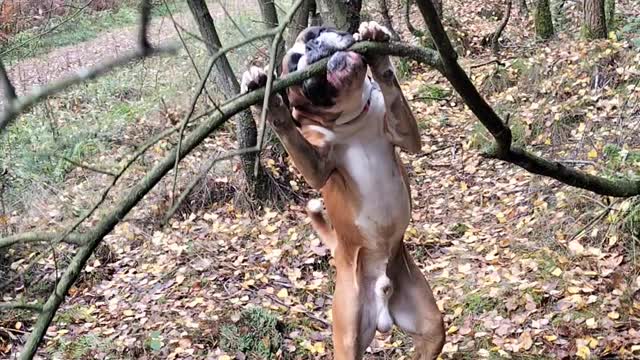 Boxer Tries Really Hard to Get a 'Stick'