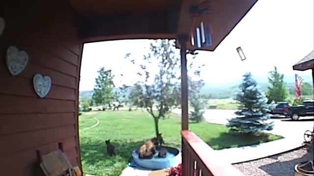 Mama Bear Checks Solar Light Then Hops in Kiddie Pool