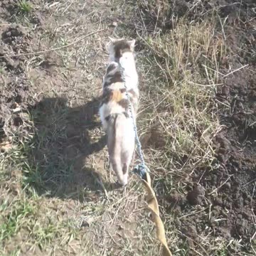 A minute with a cat told me a lot