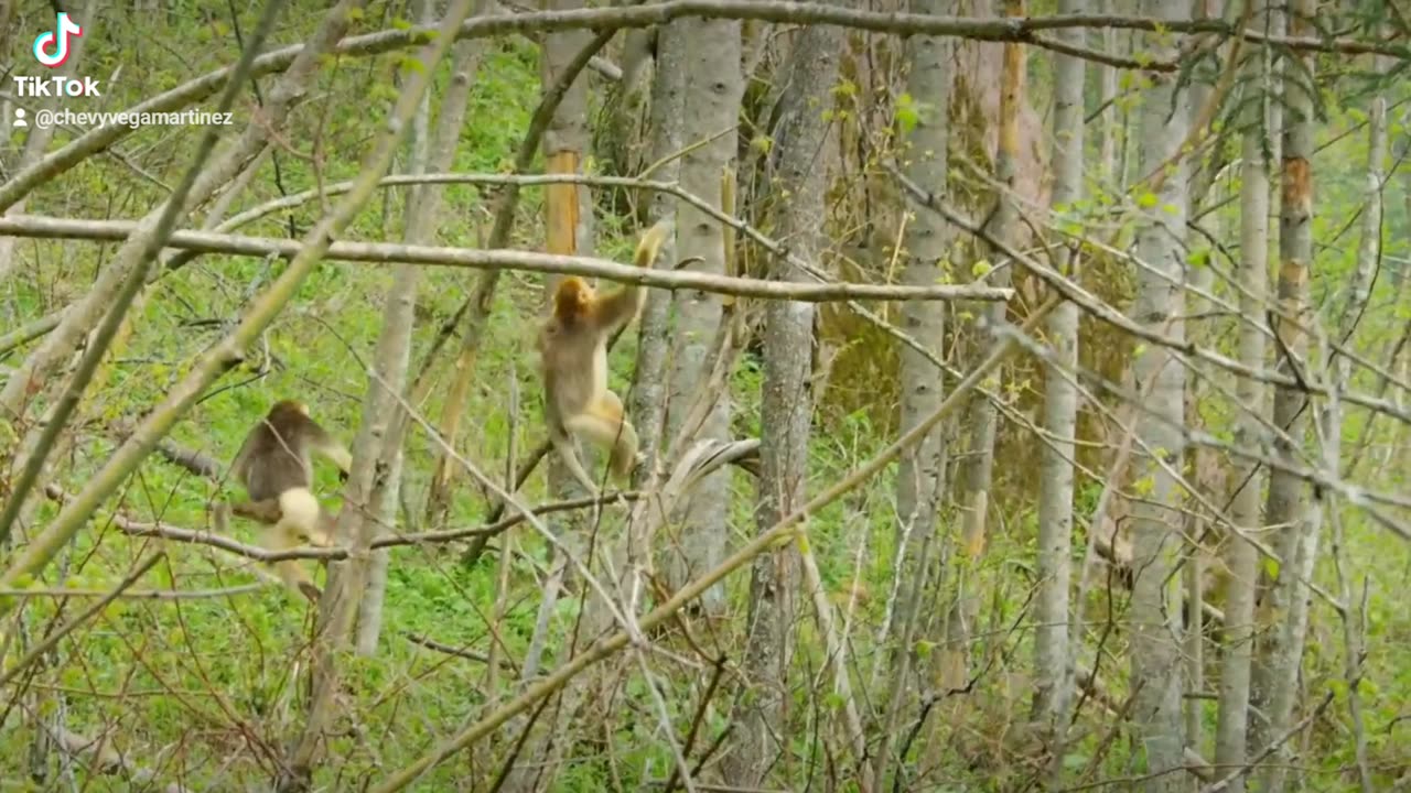 Así tratan los monos dorados a la primera cría que nace en primavera