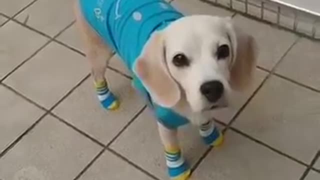 Best short funny dog videos