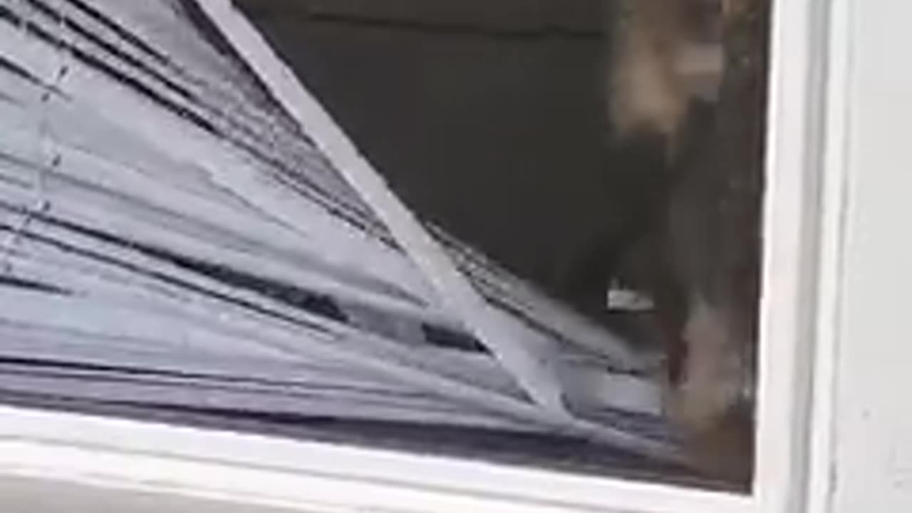 Daring Dog Jumps From Window - Amazing and Brave 😂