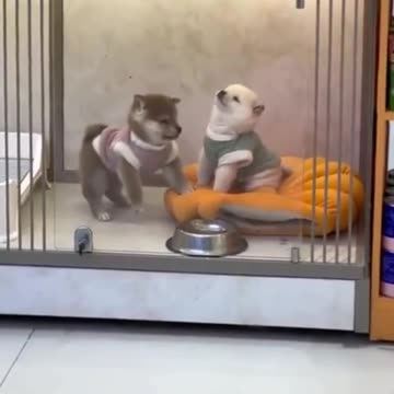 Make peace not war 🤣😂🤣🤣