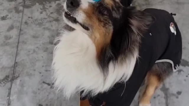 Two Synchronized Dogs on a Skateboard Balance Two Cups