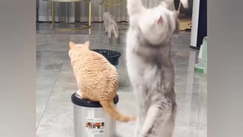 Funny cats playing badminton