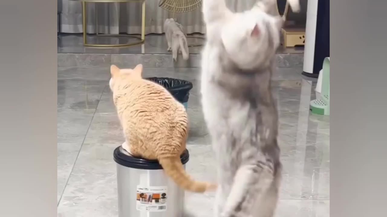 Funny cats playing badminton