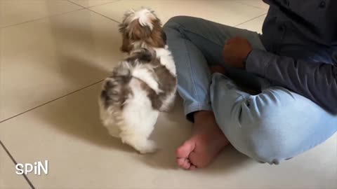 Puppy traning