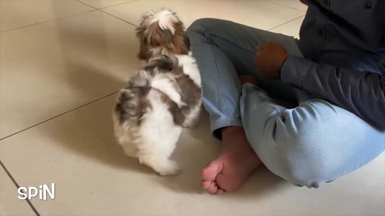 Puppy traning