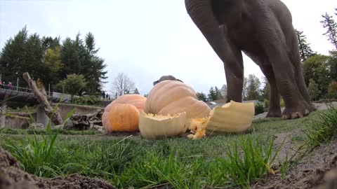 Elephant Smash Giant Pumpkins