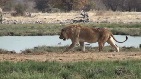 A hungry lion is stalking its prey