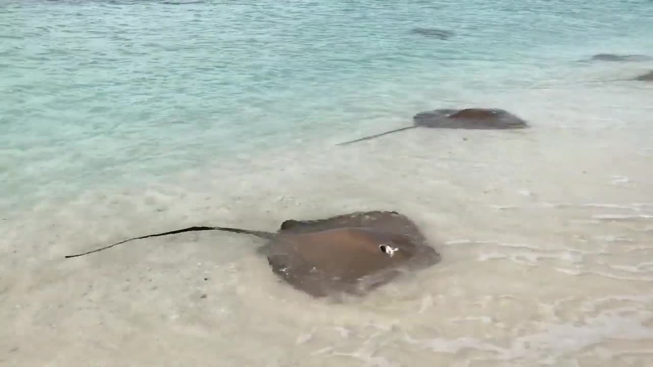 Lots of stranded stingrays