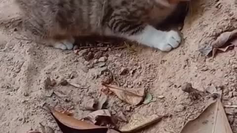 Catching snakes. #funny #cat