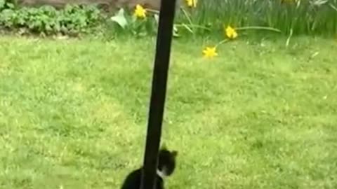 Kung Fu cats 🤣🤣