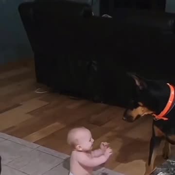 Funny dog and baby video - baby laughing - naughty dog