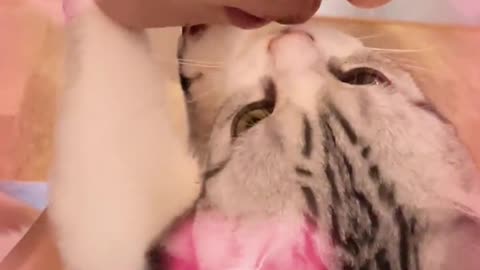 Cute pet cat--human cat kisses...