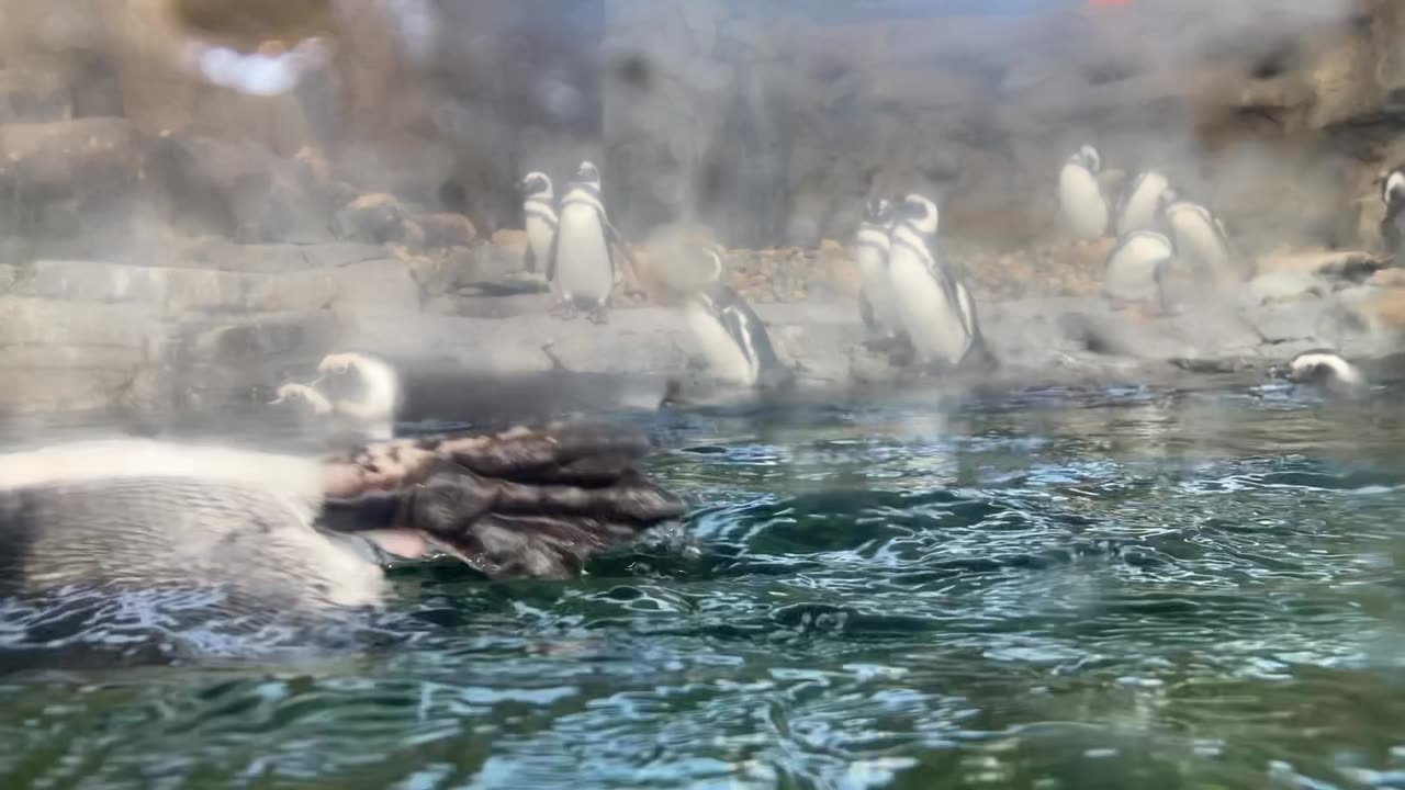 Magellic Penguins