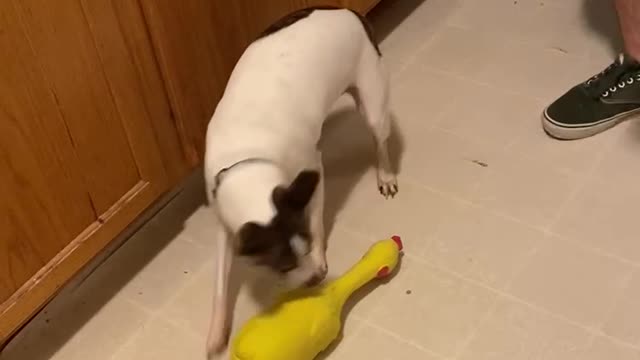 Rubber Chicken for Princess