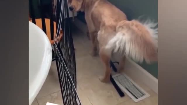 funny puppy funny videos Funny Animals Compilation 2021