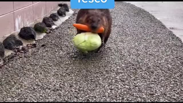 Me thinking I don't need a basket when I pop into Tesco