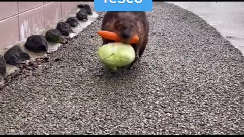 Me thinking I don't need a basket when I pop into Tesco