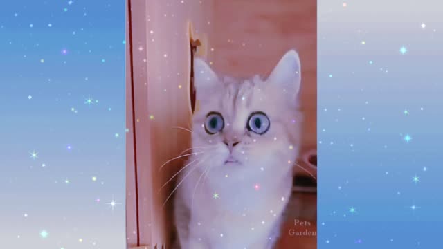 Very funny cat video. 🐈