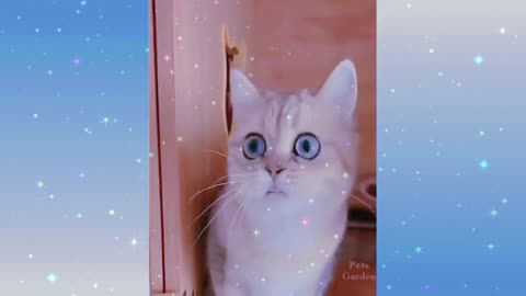 Very funny cat video. 🐈