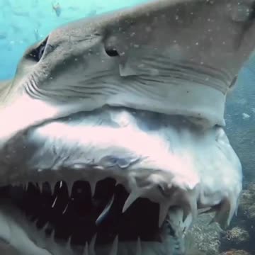 Shark showing his teeth 😳😱