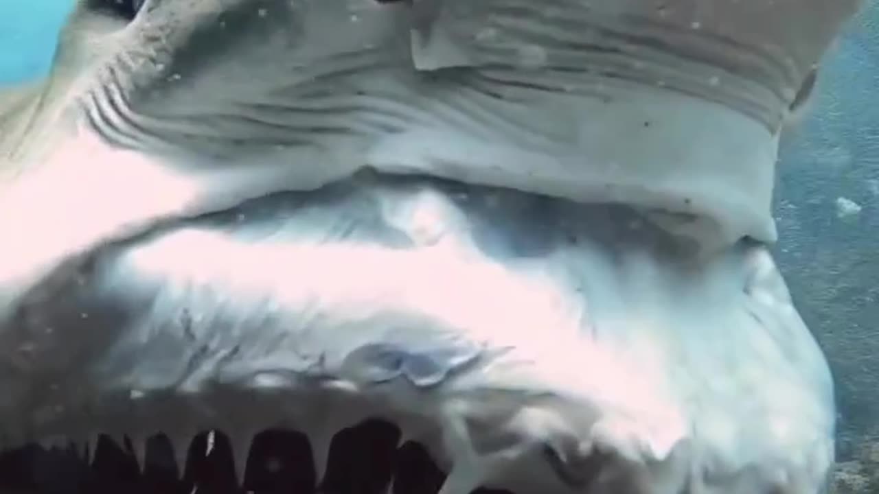 Shark showing his teeth 😳😱