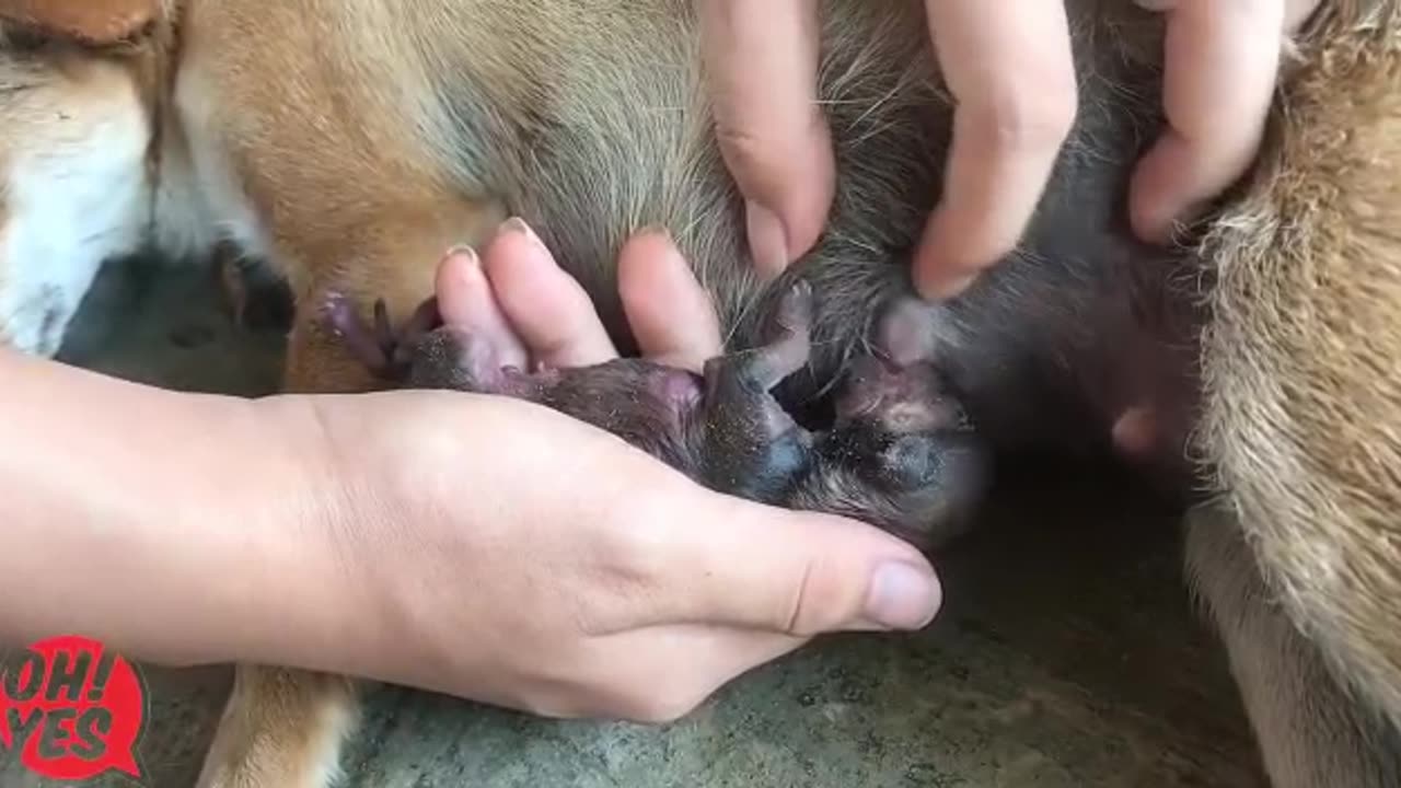 How to take care of new born PUPPY