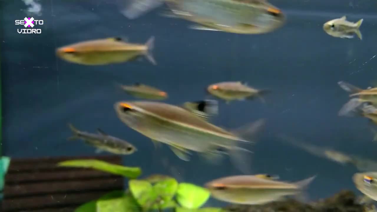 THE FISH WITHOUT A POPULAR NAME (Arnoldichthys Spilopterus)